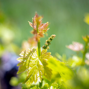 Magnum Rosé Frizant